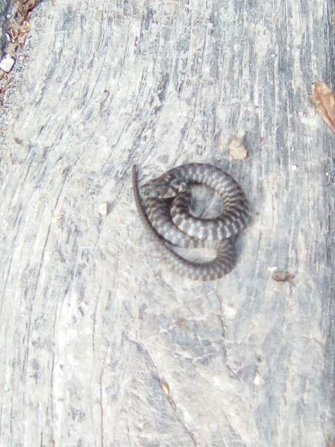 Snake
