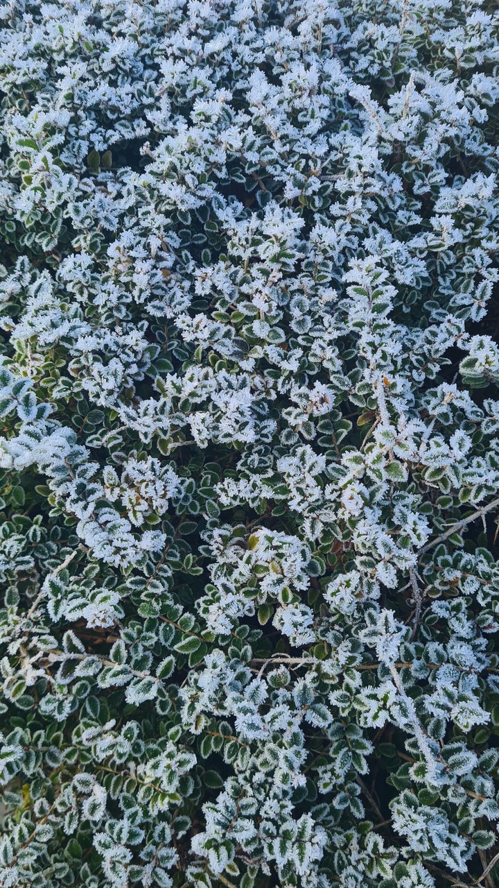 frozen