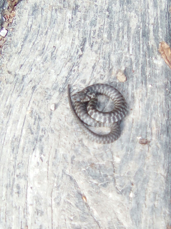 Snake
