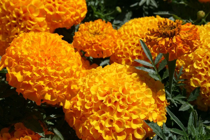 very beautiful flower