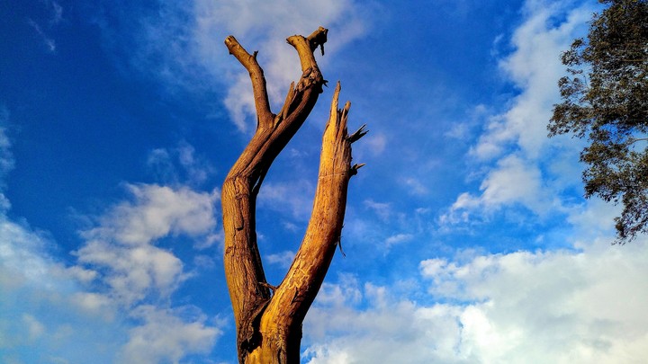 A Tree