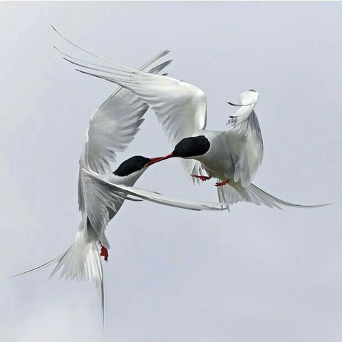 charadriiformes, seabird achtergronden