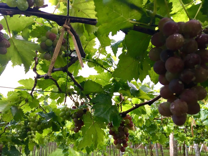 Grape Garden At Dharmapuri