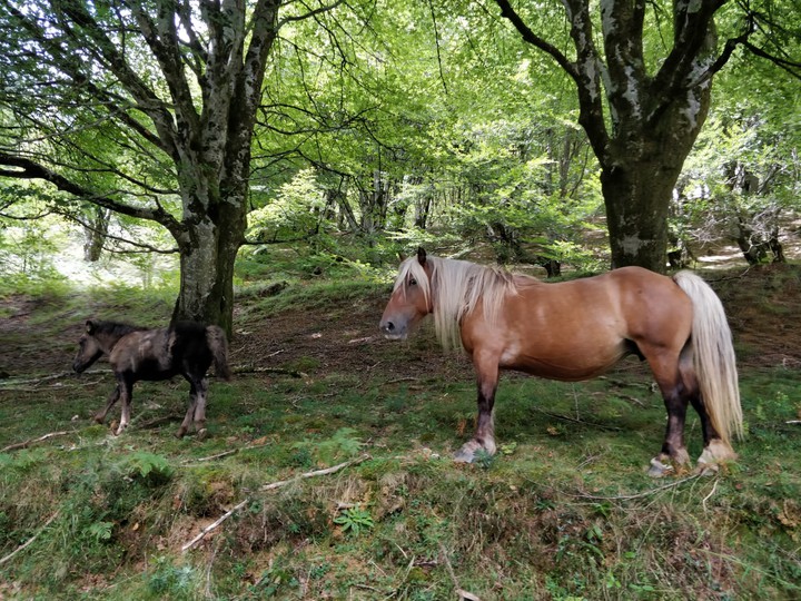 Basque horses