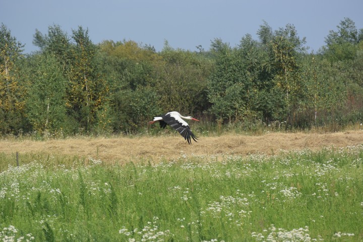 Украинский аист)