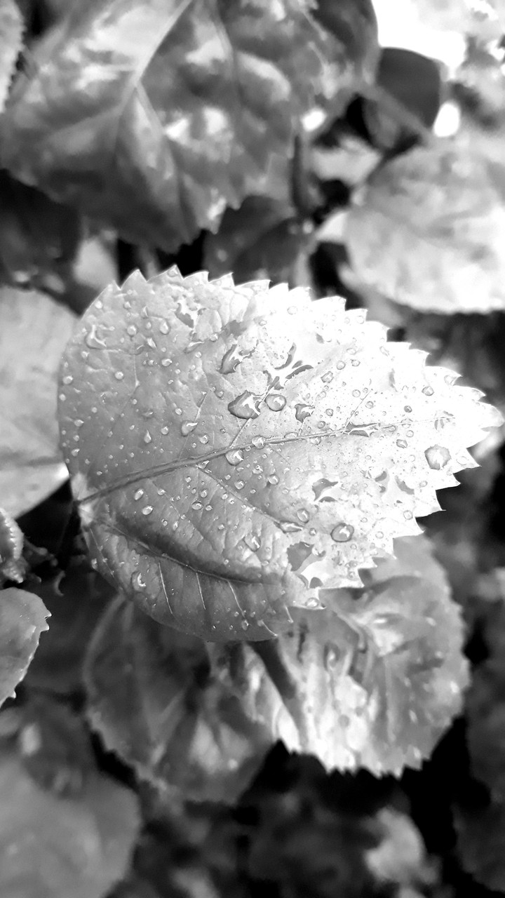 plant