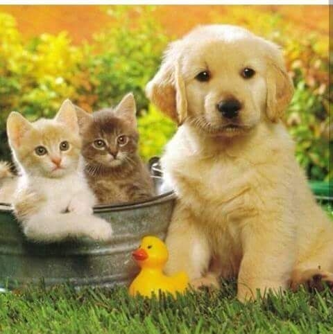 cuty