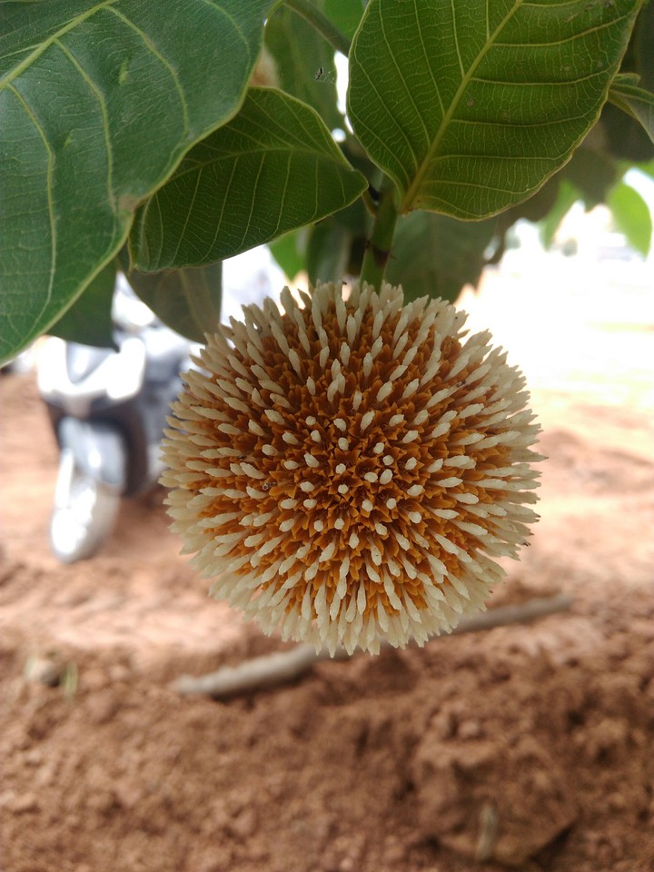 nature world