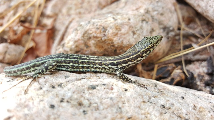 Lezard