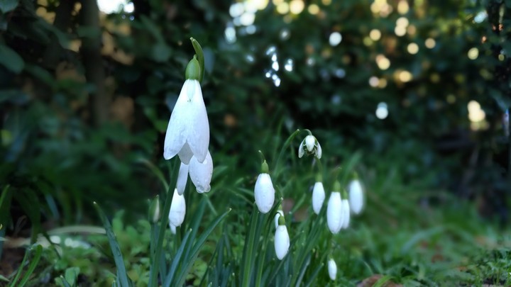 Snowdrop flower