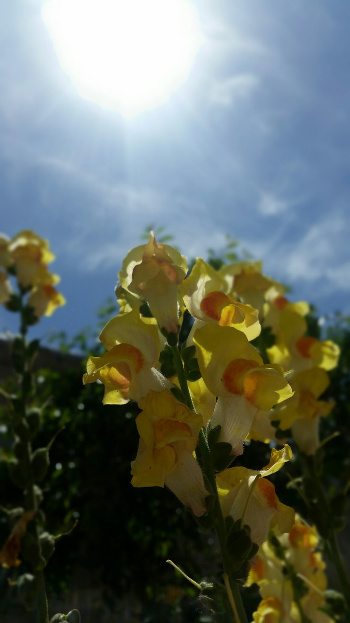 SNAPDRAGON