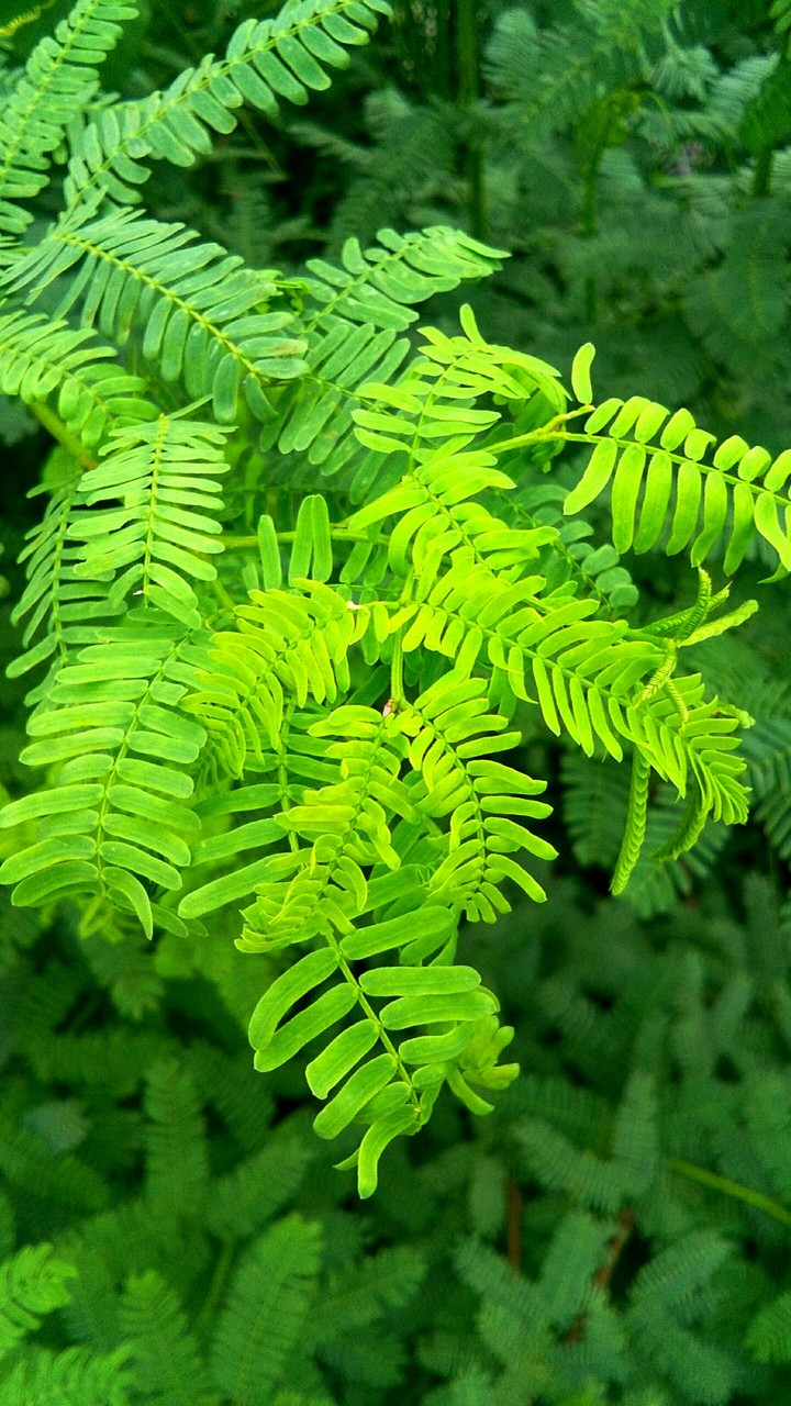 nature
