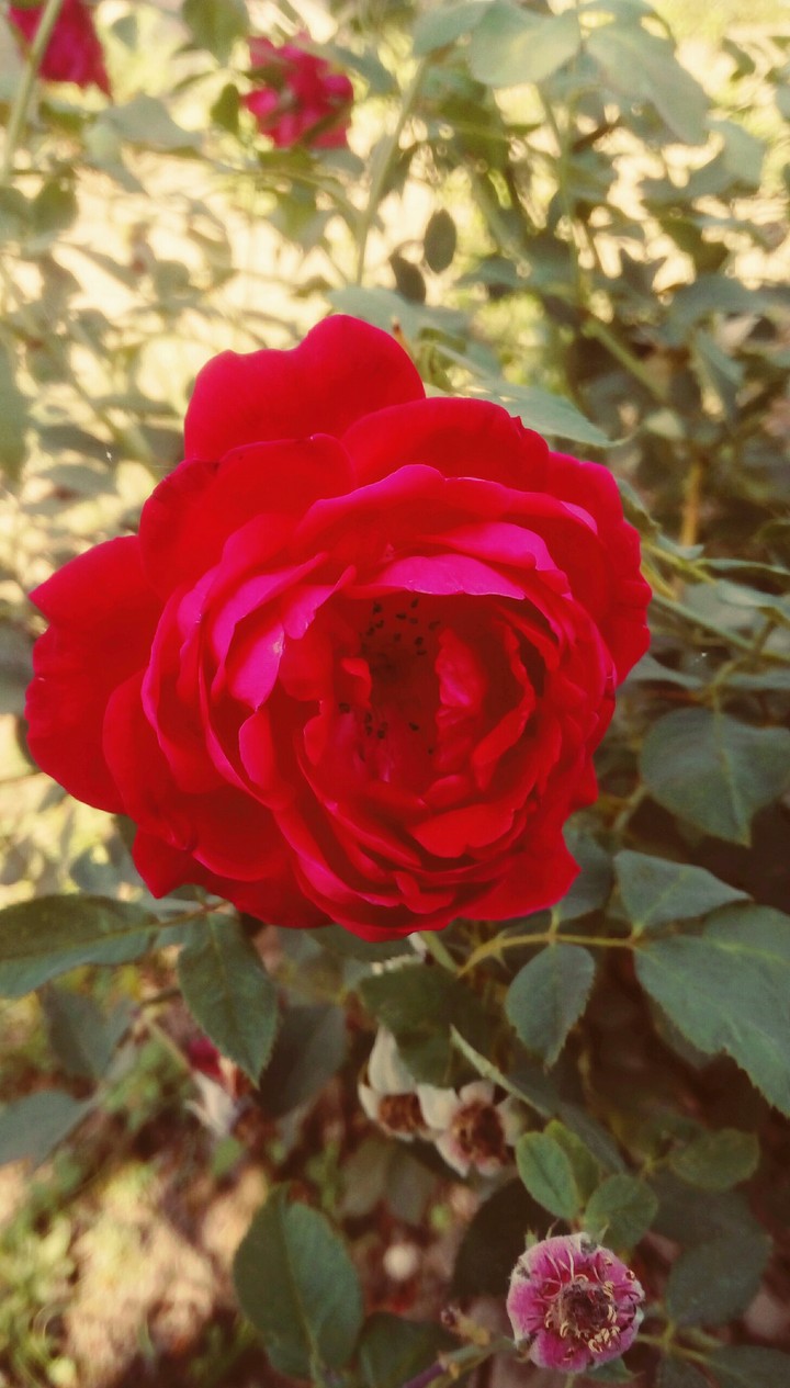 rose