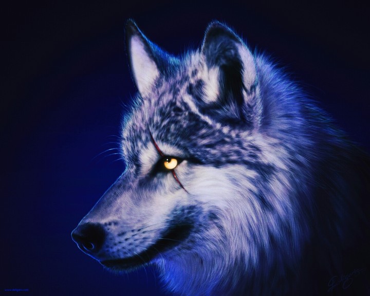 wolf