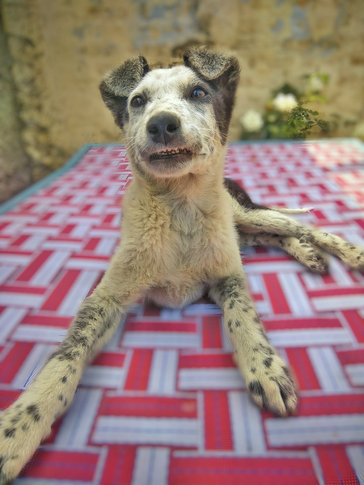 dog