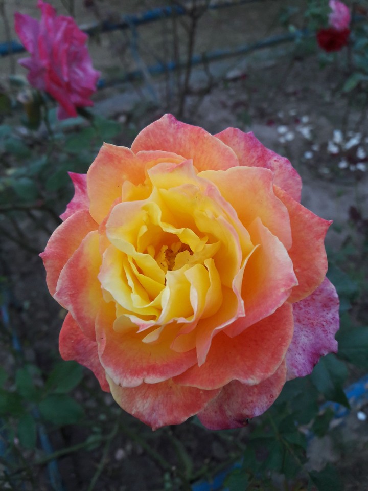rose❤️❤️❤️