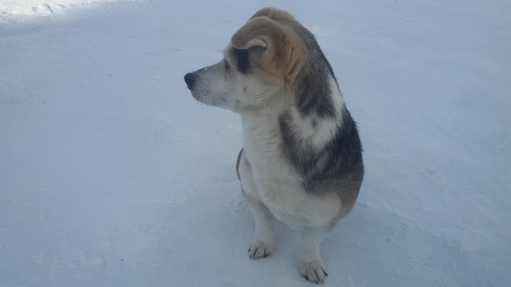 Песик.