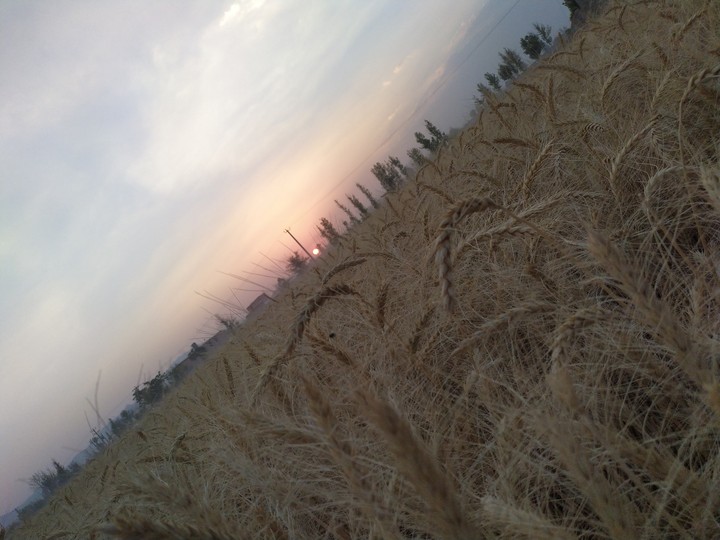 مزرعه گندم