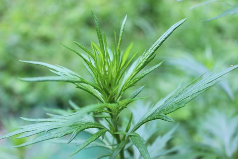sfondi flower, grass