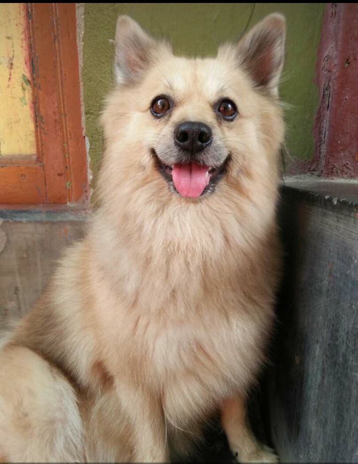 Dog