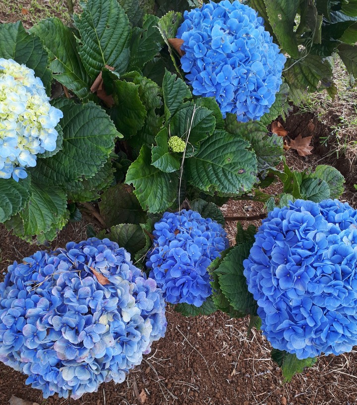fleurs bleu