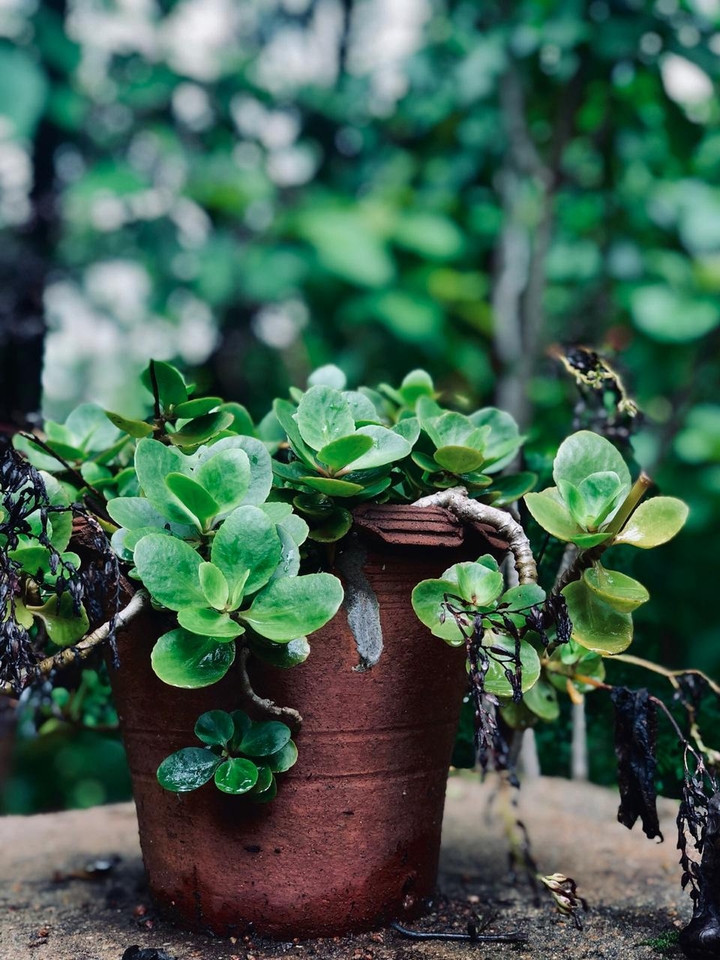 beauty in a pot....