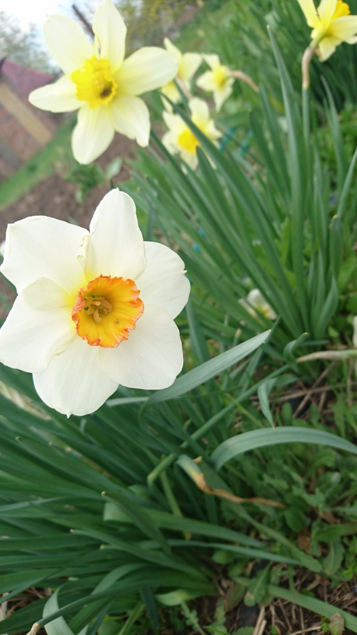 Narcis