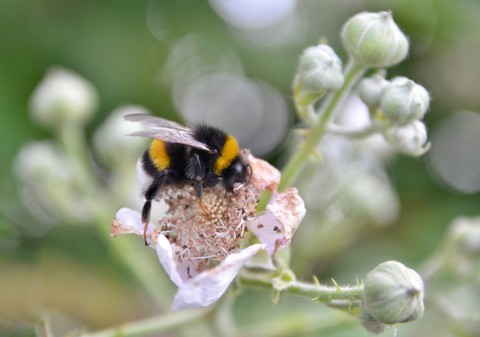 тапети tachinidae, eumenidae