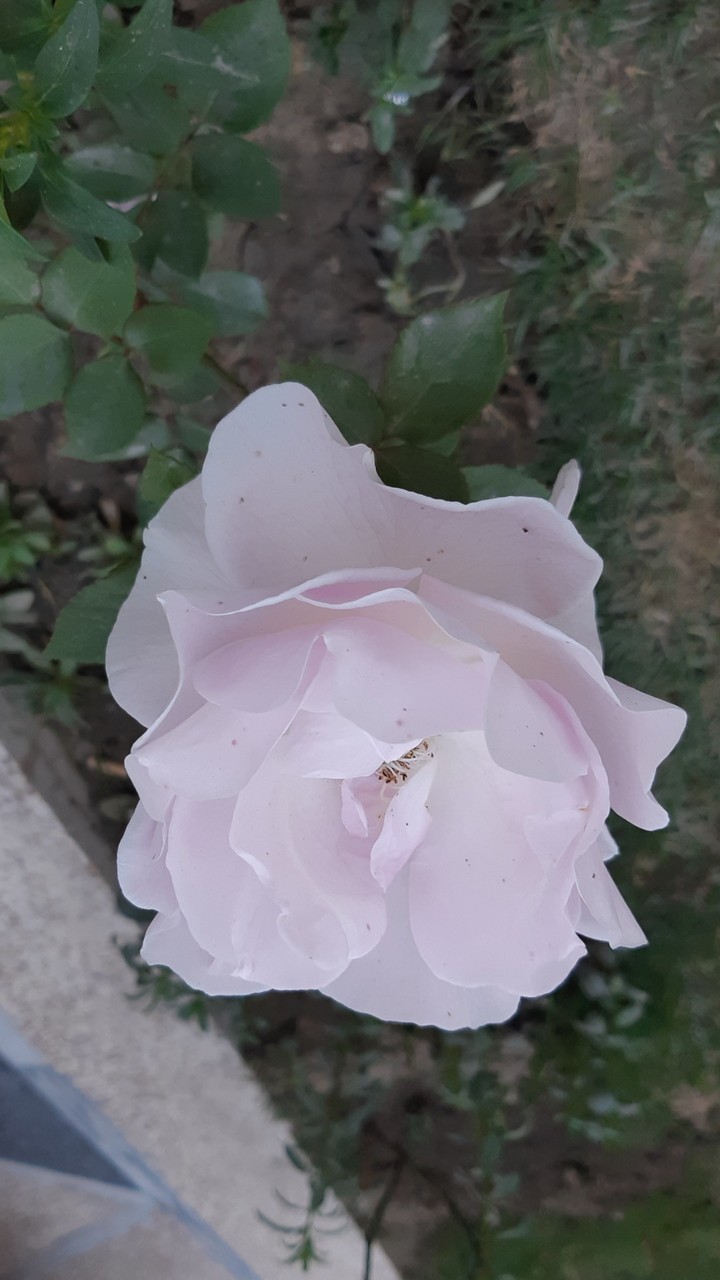 Pink Rose