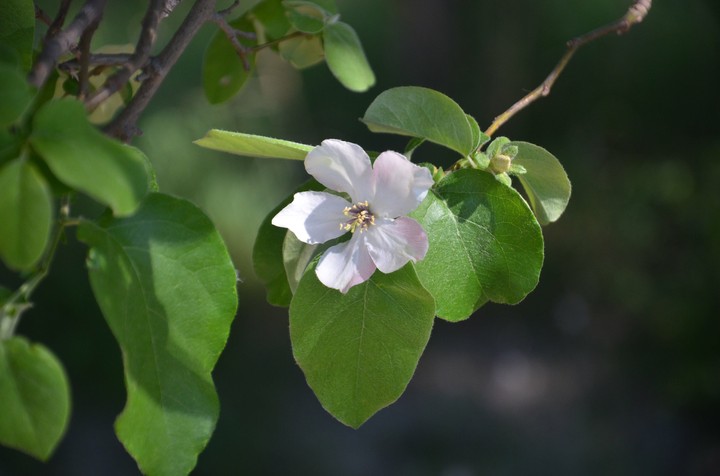 Pink flower