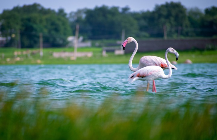 Flamingo