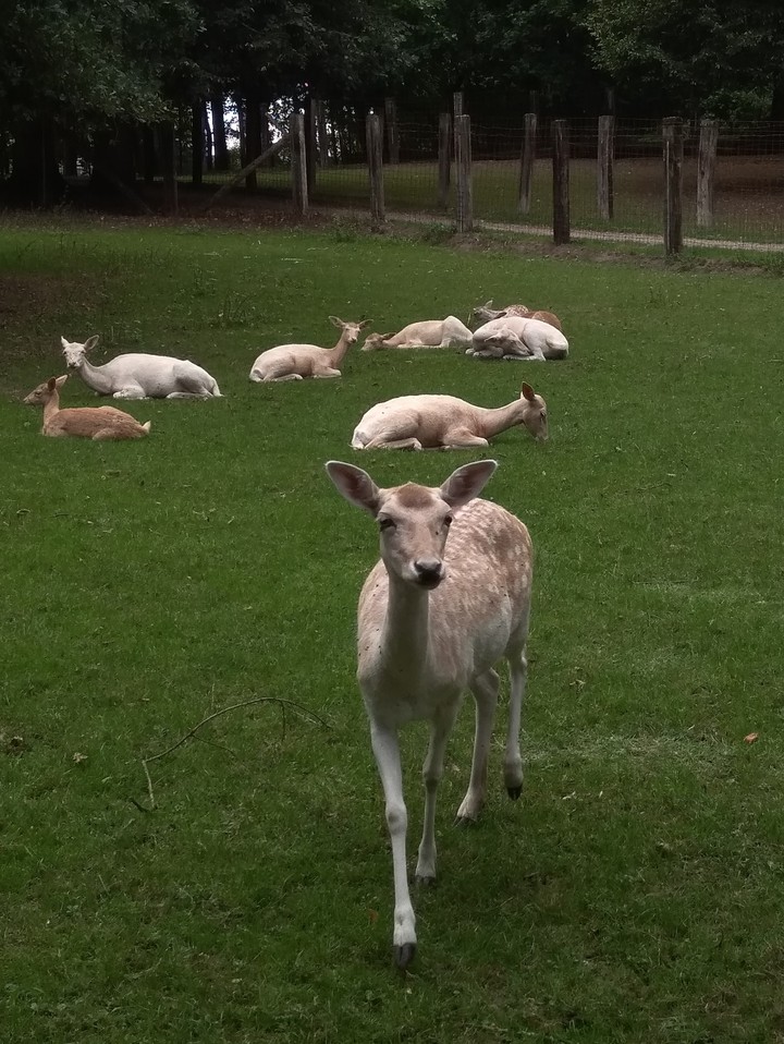 Deers