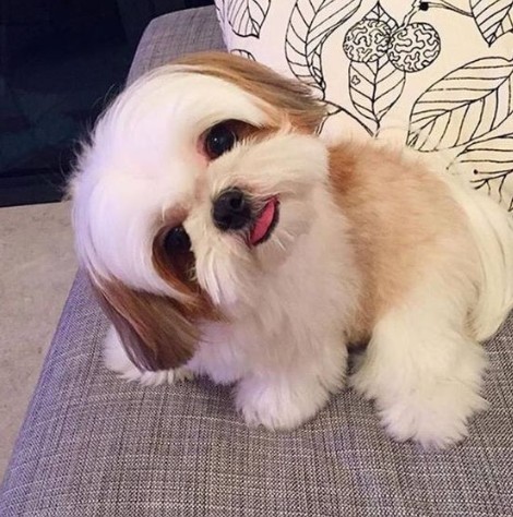 pupys