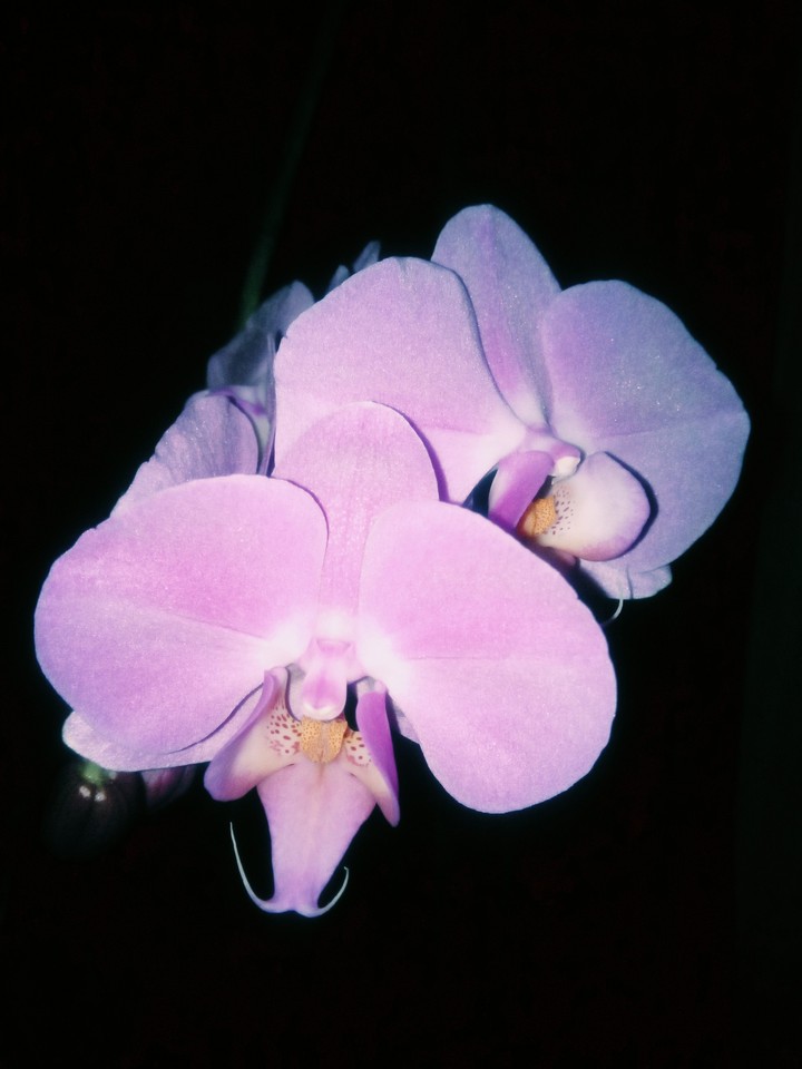 orhid