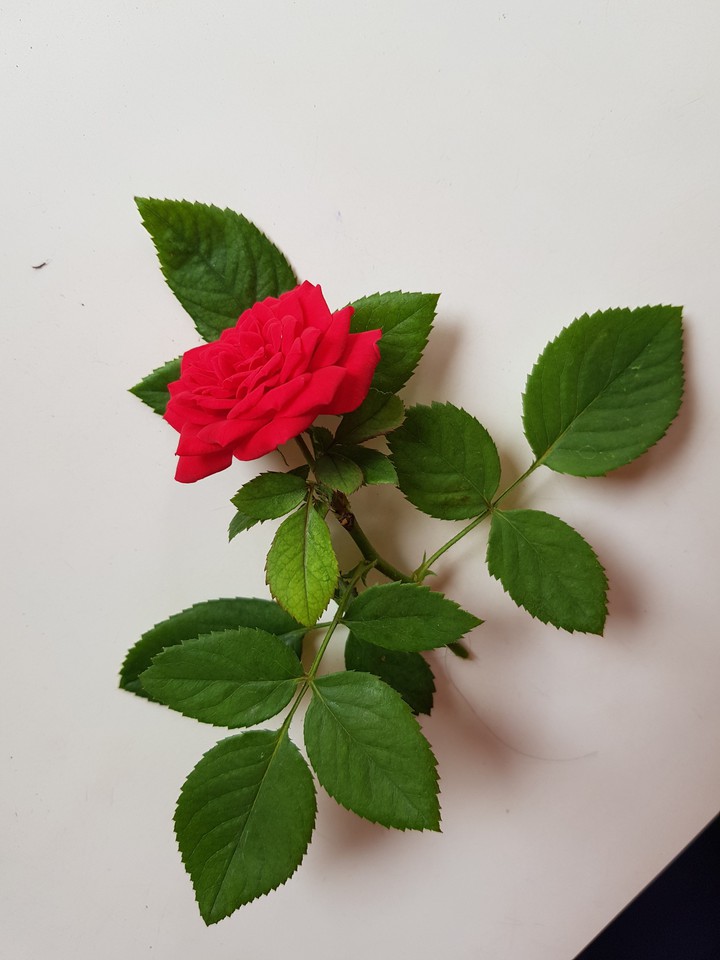 Red Rose