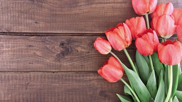 Tulips 