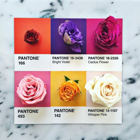Roses
