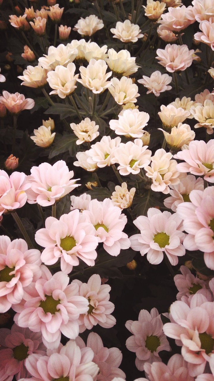 Flowers ~ Chrysanthemum