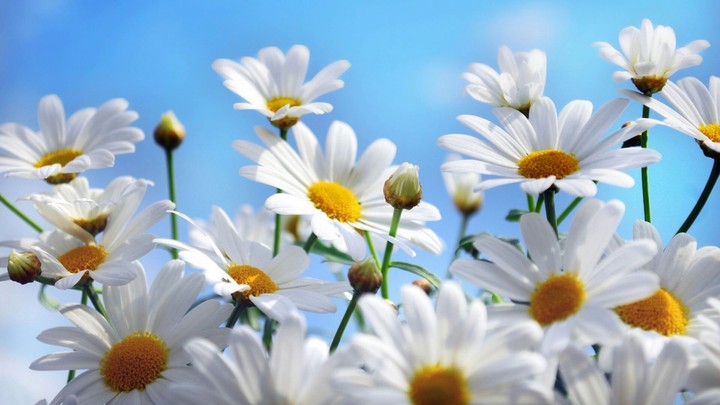 Daises