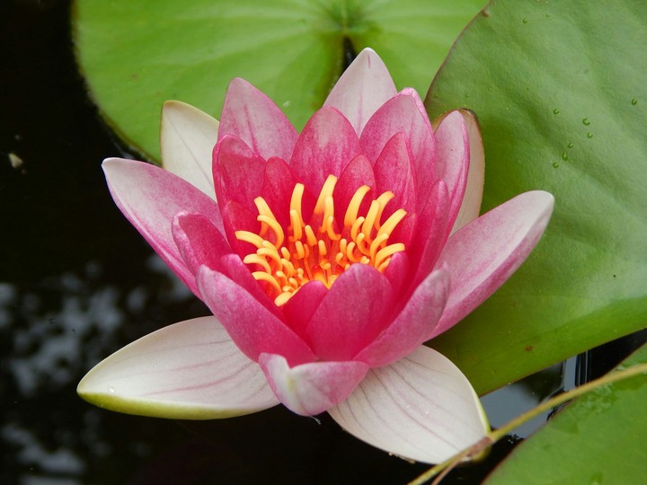 Pink lotus