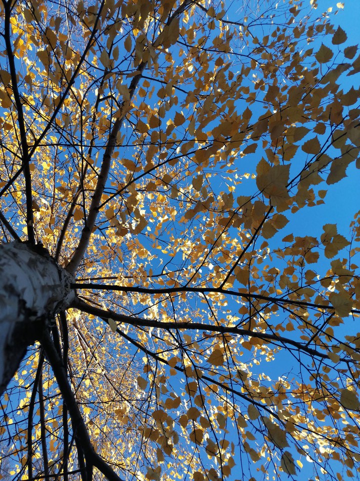 autumn