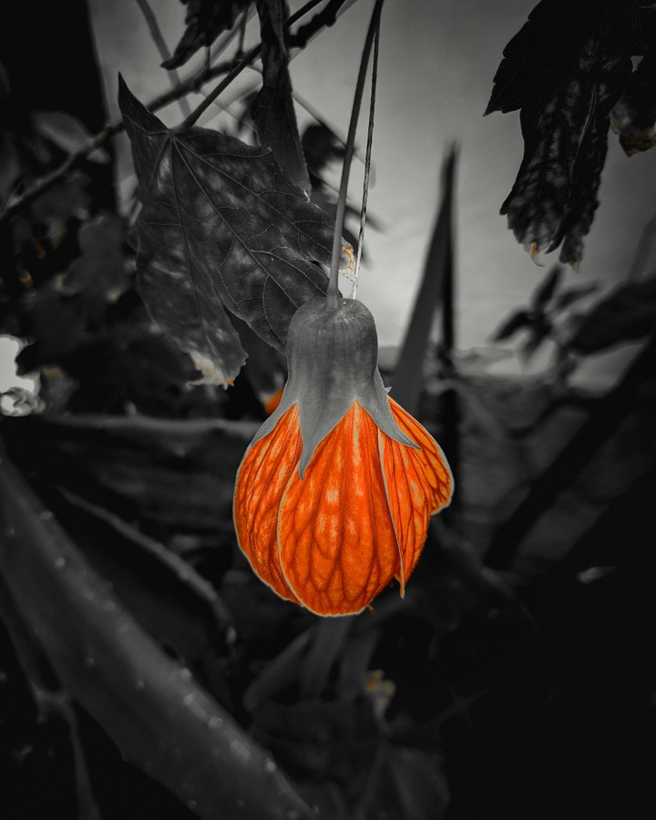 flor