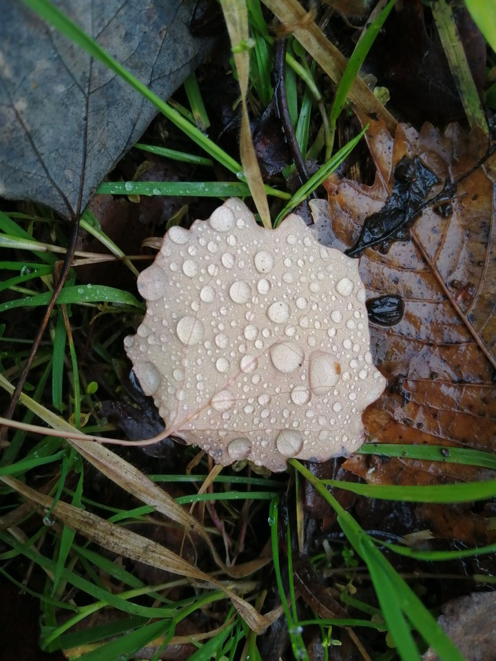 raindrop
