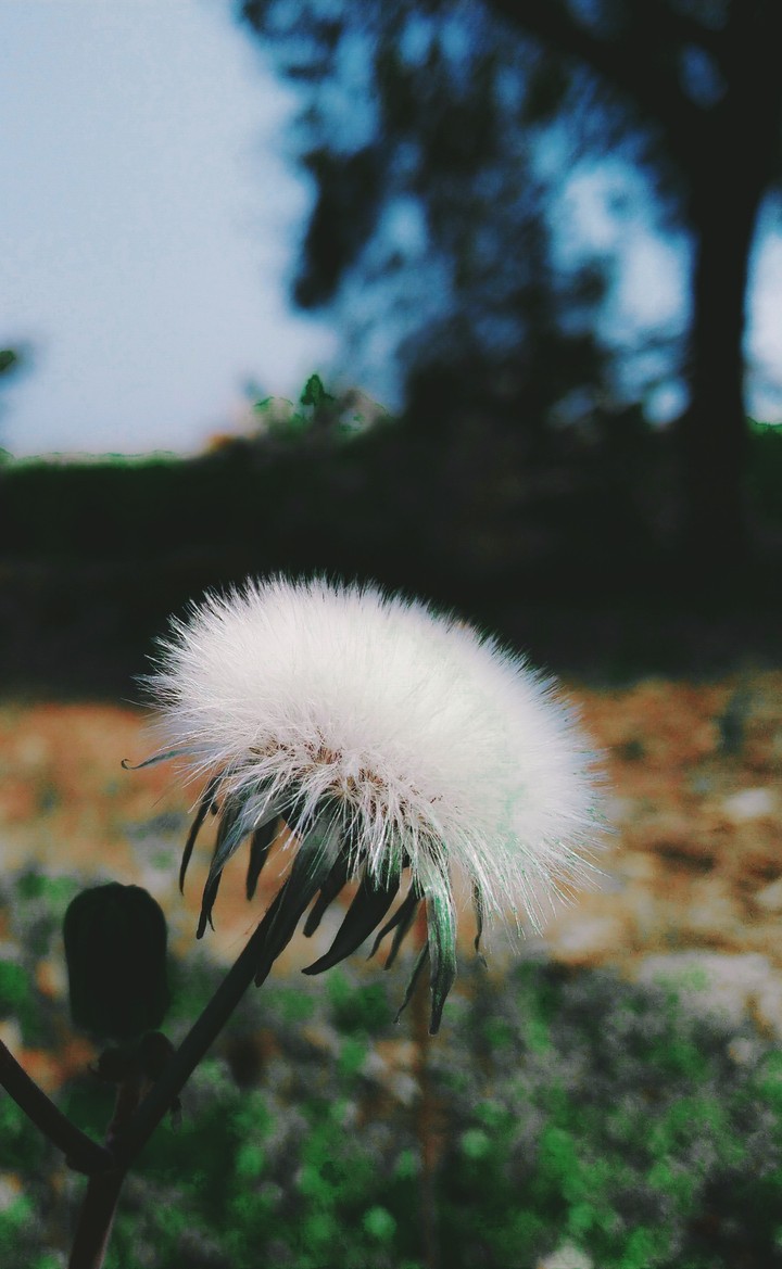 Dandelion flower