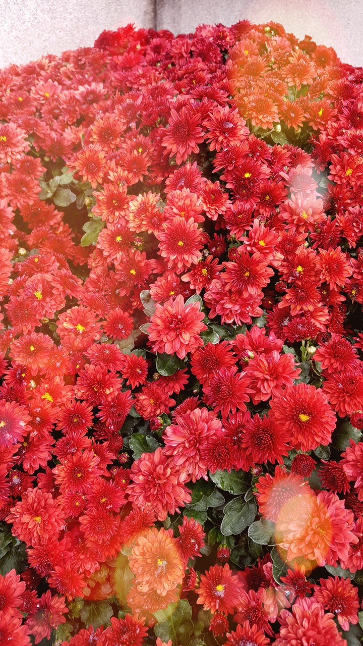 Chrysanthemums