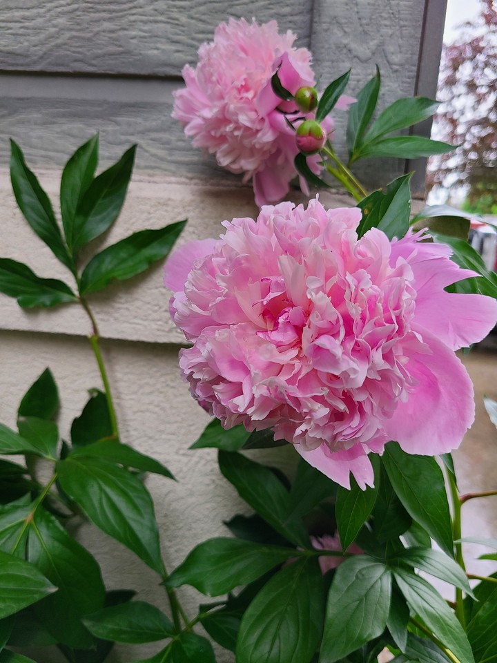 Sarah Bernhardt Peony