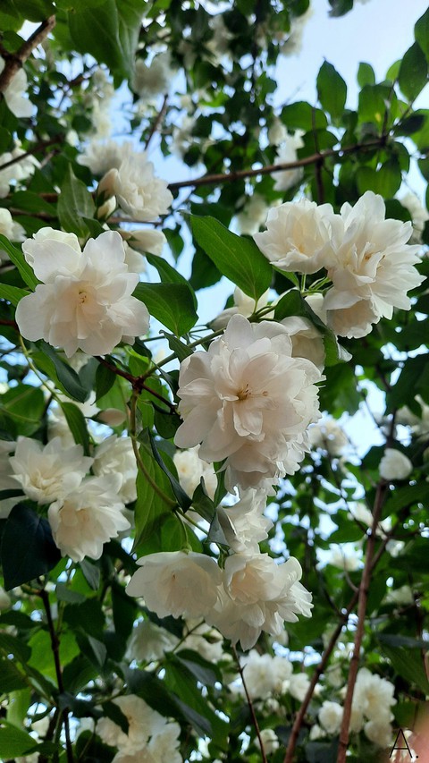 Jasmine