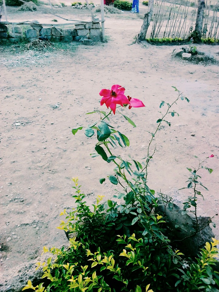 flower