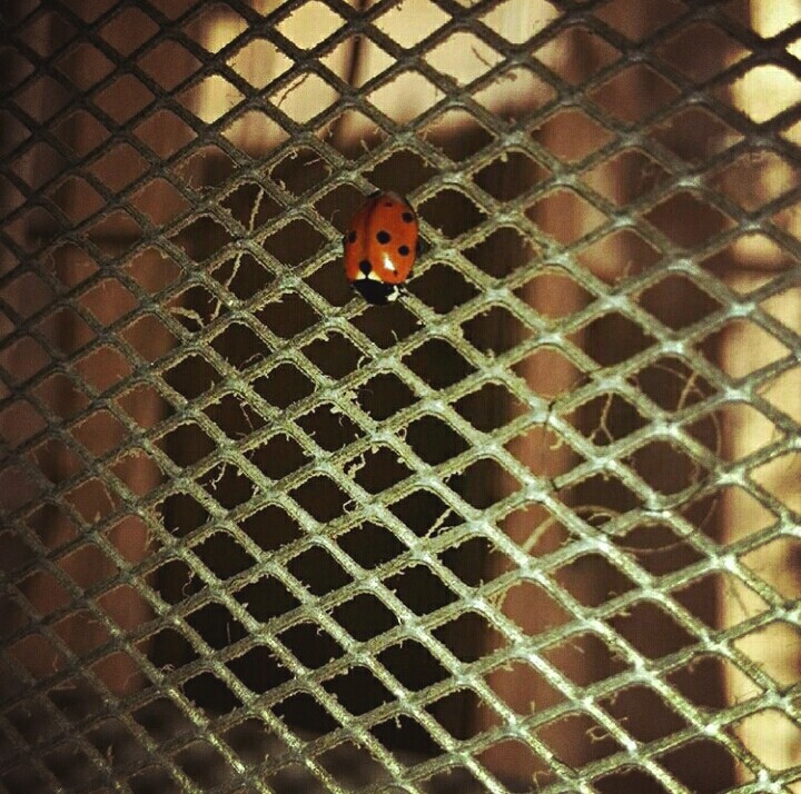 Red spotted beetle