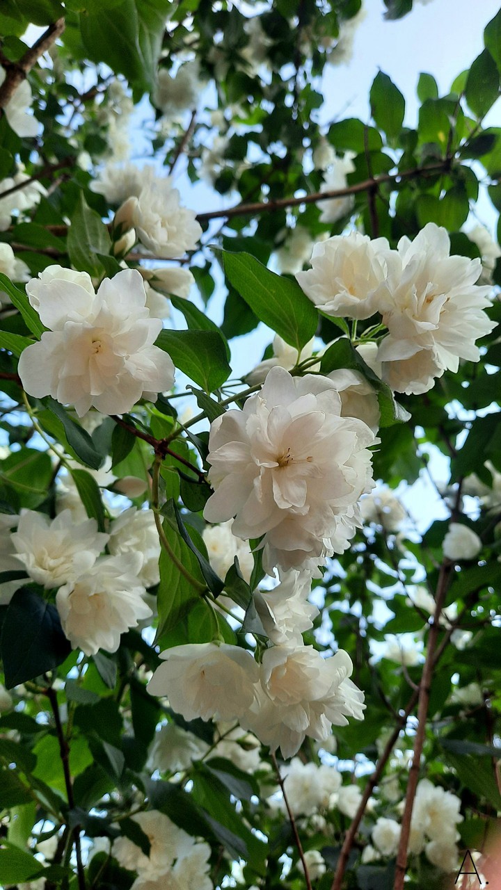 Jasmine